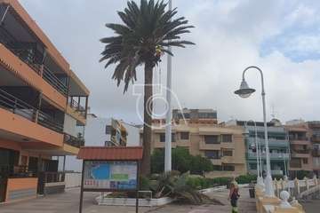 Poda y limpieza de las palmeras de Salinetas y Clavellinas/TA.
